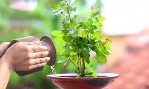 Tulsi Puja Niyam: जानिए रविवार को तुलसी के पौधे में जल चढ़ाना क्यों है वर्जित Tulsi Puja Niyam: जानिए रविवार को तुलसी के पौधे में जल चढ़ाना क्यों है वर्जित