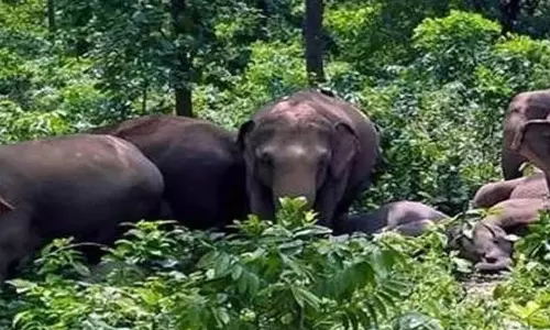गाय की खोज करने निकला था ग्रामीण, हाथियों ने कुचला गाय की खोज करने निकला था ग्रामीण, हाथियों ने कुचला