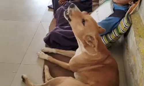 स्कूल में घुसा कुत्ता, स्टूडेंट्स के साथ बैठा रहा