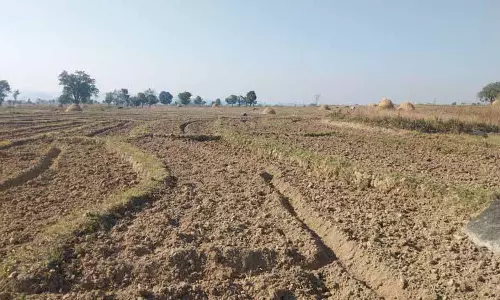 Kangra में सूखे की वजह से गेहूं की बुआई में देरी Kangra में सूखे की वजह से गेहूं की बुआई में देरी