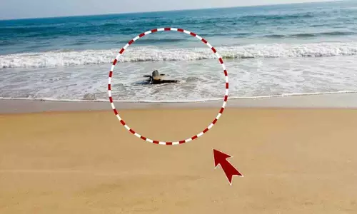 एस्टारंगा में तट पर मगरमच्छ दिखने से दहशत, वन विभाग हाई अलर्ट पर एस्टारंगा में तट पर मगरमच्छ दिखने से दहशत, वन विभाग हाई अलर्ट पर