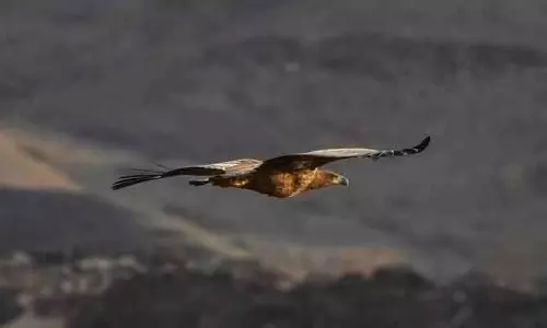 Saudi रॉयल रिज़र्व में दो दशकों बाद देखा गया सफ़ेद पूंछ वाला बाज Saudi रॉयल रिज़र्व में दो दशकों बाद देखा गया सफ़ेद पूंछ वाला बाज