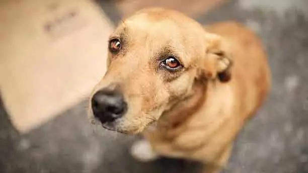 Mumbai : आवारा कुत्तों पर SC के आदेश के बावजूद, शहर के स्कूल और कॉलेज दया दिखा रहे है Mumbai : आवारा कुत्तों पर SC के आदेश के बावजूद, शहर के स्कूल और कॉलेज दया दिखा रहे है