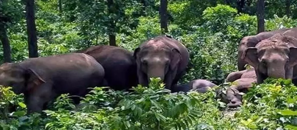 गाय की खोज करने निकला था ग्रामीण, हाथियों ने कुचला गाय की खोज करने निकला था ग्रामीण, हाथियों ने कुचला