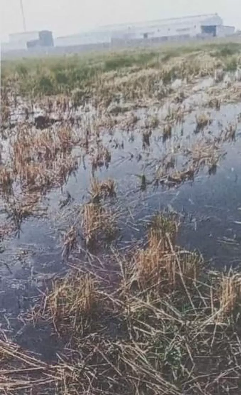 Haryana : इसराना के किसान ने ब्लीचिंग यूनिट पर खेतों को प्रदूषित करने का आरोप Haryana : इसराना के किसान ने ब्लीचिंग यूनिट पर खेतों को प्रदूषित करने का आरोप