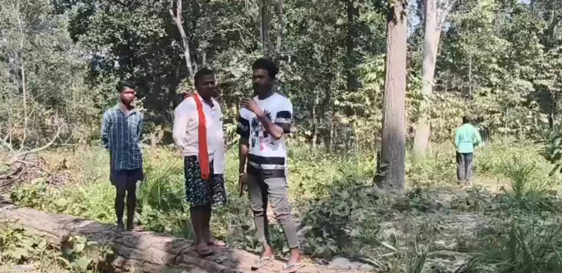 सागौन पेड़ों की कटाई, तस्करों और वन विभाग के बीच मिलीभगत का आरोप सागौन पेड़ों की कटाई, तस्करों और वन विभाग के बीच मिलीभगत का आरोप