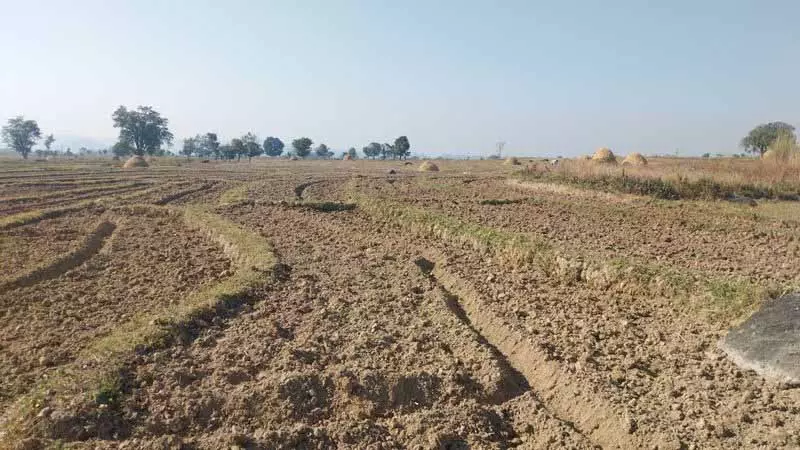 Kangra में सूखे की वजह से गेहूं की बुआई में देरी Kangra में सूखे की वजह से गेहूं की बुआई में देरी