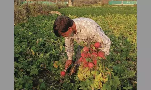 ऑर्गेनिक खेती से Kashmir के गांव महंगे वेजी हब बन रहे ऑर्गेनिक खेती से Kashmir के गांव महंगे वेजी हब बन रहे