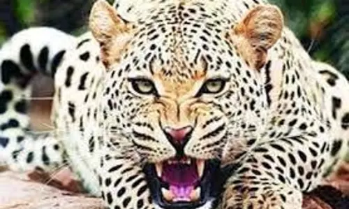 Rajasthan: खेत जाते समय किसान पर पैंथर ने किया हमला, घायल