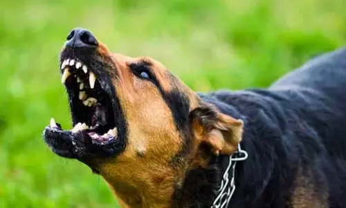 डॉगी छोड़कर दहशत फैला रहा कबाड़ीवाला, एक युवक घायल