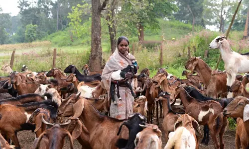 पशुपालन कर बनीं लखपति दीदी, 3 लाख से अधिक अर्जित की सालाना आय