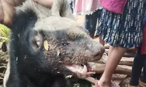 Keonjhar में हनी बेजर के हमले में 2 लोग गंभीर रूप से घायल Keonjhar में हनी बेजर के हमले में 2 लोग गंभीर रूप से घायल