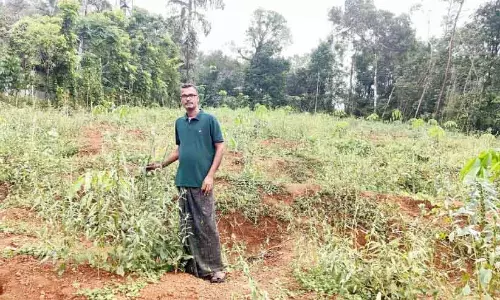 Kerala : कृषि विभाग के कर्मचारी राजेश ने तिल की खेती में सौ प्रतिशत वृद्धि की Kerala : कृषि विभाग के कर्मचारी राजेश ने तिल की खेती में सौ प्रतिशत वृद्धि की