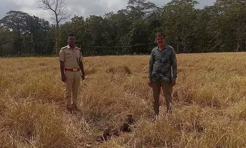 Mundagoda : जंगली हाथी के हमले से धान की फसल नष्ट हो गई