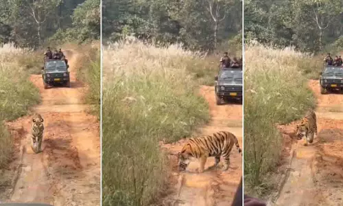 MP: सफारी में बेखौफ बाघिन, टाइगर रिजर्व के पर्यटक हुए हैरान MP: सफारी में बेखौफ बाघिन, टाइगर रिजर्व के पर्यटक हुए हैरान