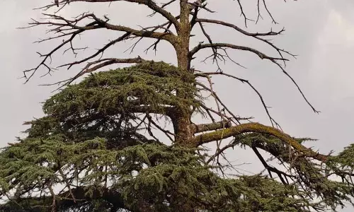 तेज़ी से शहरीकरण Palampur के हरित क्षेत्र के लिए ख़तरा तेज़ी से शहरीकरण Palampur के हरित क्षेत्र के लिए ख़तरा