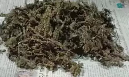 Machharam में एक किलो 400 ग्राम गांजा जब्त Machharam में एक किलो 400 ग्राम गांजा जब्त