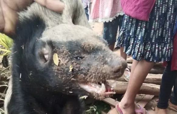 Odisha: क्योंझर में हनी बेजर के हमले में 2 लोग गंभीर रूप से घायल Odisha: क्योंझर में हनी बेजर के हमले में 2 लोग गंभीर रूप से घायल