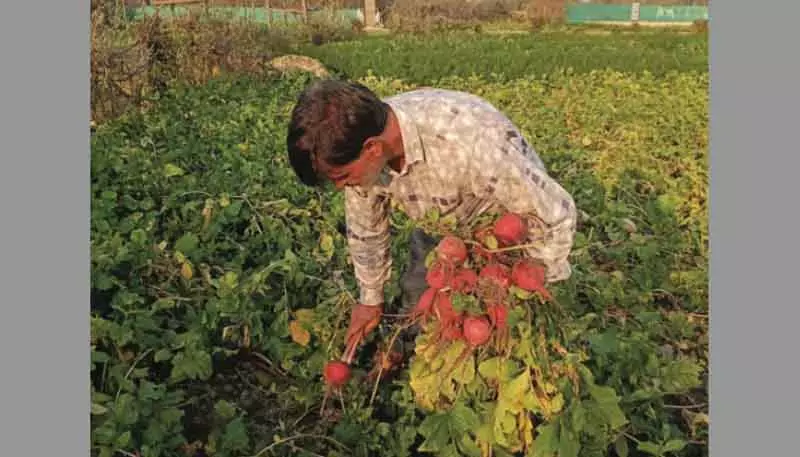 ऑर्गेनिक खेती से Kashmir के गांव महंगे वेजी हब बन रहे ऑर्गेनिक खेती से Kashmir के गांव महंगे वेजी हब बन रहे