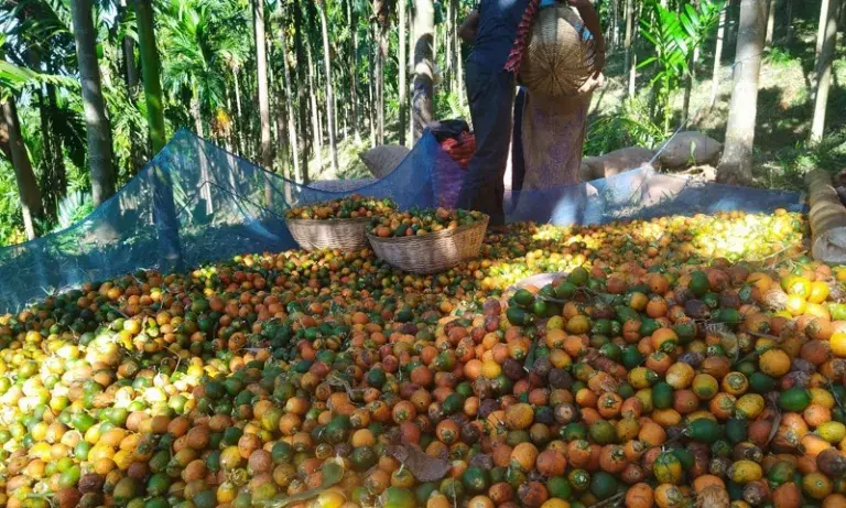 Mizoram: ममित में सुपारी किसानों ने तस्करी कम होने से 50 करोड़ रुपये कमाए Mizoram: ममित में सुपारी किसानों ने तस्करी कम होने से 50 करोड़ रुपये कमाए