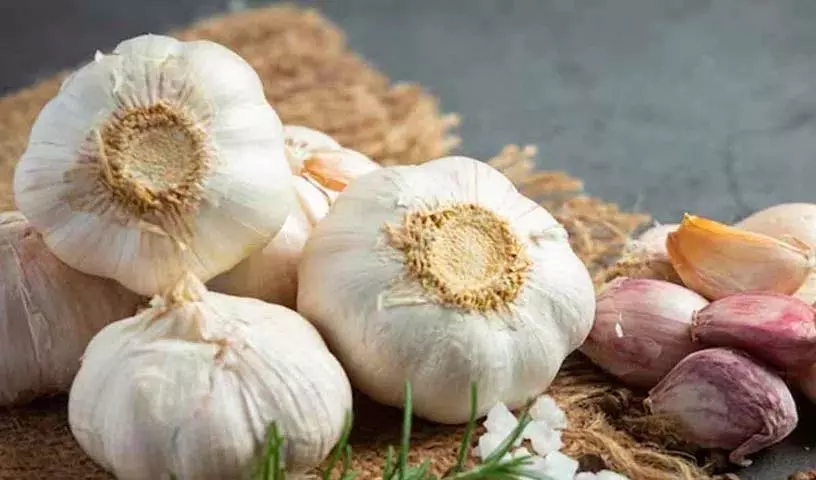 क्या आप जानते हैं कि लहसुन के कितने स्वास्थ्य लाभ हैं? क्या आप जानते हैं कि लहसुन के कितने स्वास्थ्य लाभ हैं?