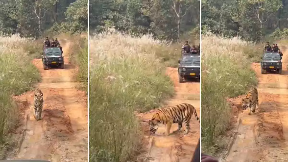 MP: सफारी में बेखौफ बाघिन, टाइगर रिजर्व के पर्यटक हुए हैरान MP: सफारी में बेखौफ बाघिन, टाइगर रिजर्व के पर्यटक हुए हैरान