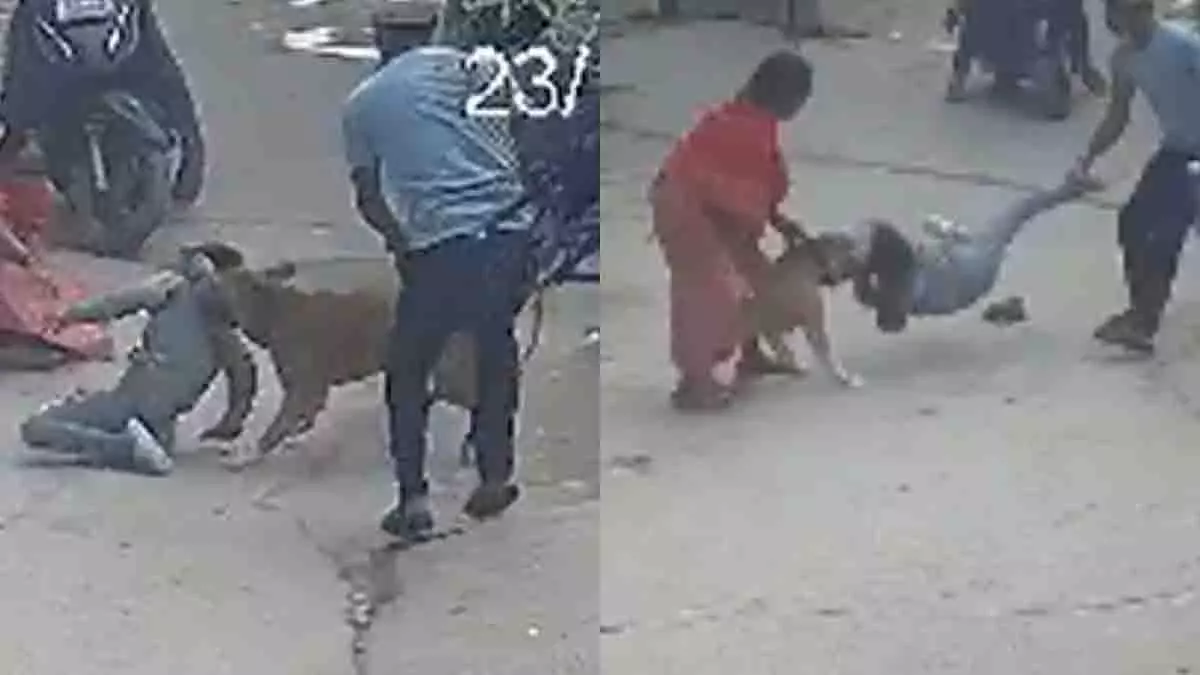 Delhi के प्रेमनगर में पिटबुल ने 6 साल के बच्चे का कान काट लिया Delhi के प्रेमनगर में पिटबुल ने 6 साल के बच्चे का कान काट लिया
