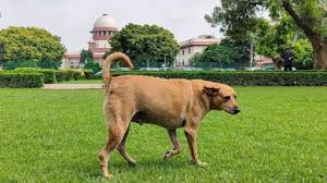 state government ने नगर निकायों को सार्वजनिक स्थानों से आवारा कुत्तों को हटाने का आदेश दिया
