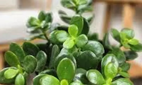 Crassula Plant Vastu Tips: घर में धन और सौभाग्य लाएगा ये पौधा! सही दिशा में लगाएं, तुरंत देखें असर Crassula Plant Vastu Tips: घर में धन और सौभाग्य लाएगा ये पौधा! सही दिशा में लगाएं, तुरंत देखें असर