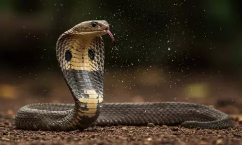 अस्पताल में खौफनाक मंजर...दहशत में आए मरीज अस्पताल में खौफनाक मंजर...दहशत में आए मरीज