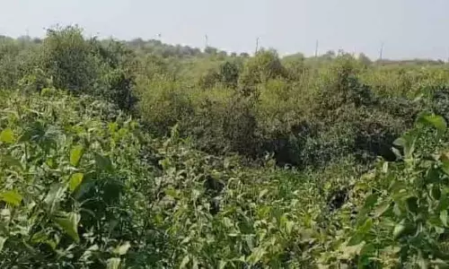 प्रकृति ने पलटवार किया: उरण में दबे 10,000 मैंग्रोव फिर से उग आए