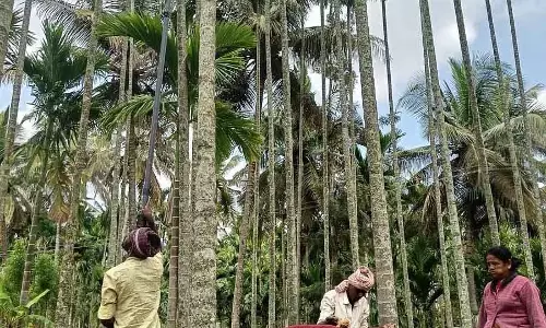सुपारी की कटाई: डोटी को प्राथमिकता दी गई; 50 प्रतिशत का इस्तेमाल किसान करते हैं