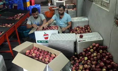 फल उगाने वालों की कम मांग के बावजूद 2 और CA स्टोर पाइपलाइन में हैं