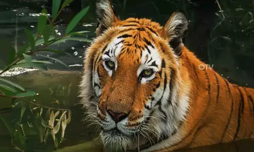 सिमिलिपाल टाइगर रिज़र्व में बाघों की संख्या बढ़ी सिमिलिपाल टाइगर रिज़र्व में बाघों की संख्या बढ़ी