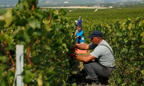 wine की मांग में गिरावट के कारण फ्रांस बेलों को उखाड़ने में $150 मिलियन खर्च करेगा wine की मांग में गिरावट के कारण फ्रांस बेलों को उखाड़ने में $150 मिलियन खर्च करेगा