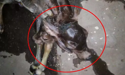 गाय ने दिया दो सिर वाले बछड़े को जन्म, कुछ ही समय में मौत से हुआ दुखद अंत गाय ने दिया दो सिर वाले बछड़े को जन्म, कुछ ही समय में मौत से हुआ दुखद अंत