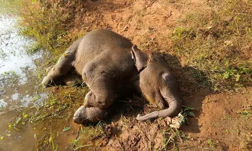 तालाब में डूबने से शावक हाथी की मौत, वन विभाग सतर्क तालाब में डूबने से शावक हाथी की मौत, वन विभाग सतर्क