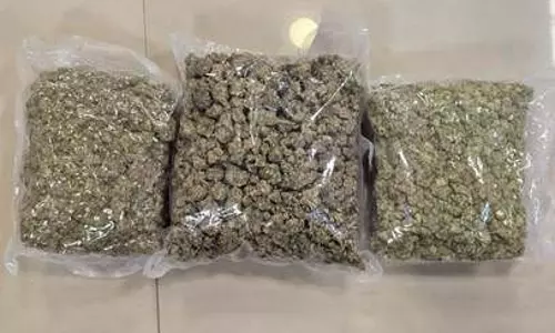 FIR दर्ज: एयरपोर्ट पर चार दिन में 32.70 करोड़ रुपए का हाइड्रोपोनिक गांजा बरामद