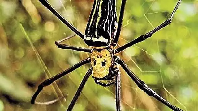 नेफिला जायंट स्पाइडर: गडग के जंगल में नेफिला जायंट स्पाइडर मिली नेफिला जायंट स्पाइडर: गडग के जंगल में नेफिला जायंट स्पाइडर मिली
