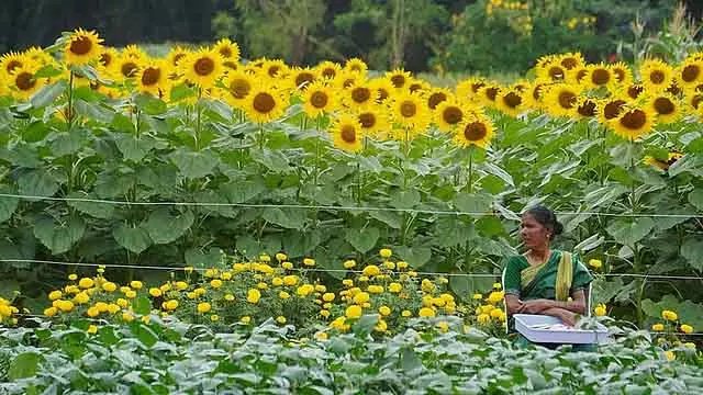 GKVK कैंपस में इंटरनेशनल फूल मार्केट बनाने पर विचार: विरोध के बीच सरकार दूसरी ज़मीन ढूंढ रही GKVK कैंपस में इंटरनेशनल फूल मार्केट बनाने पर विचार: विरोध के बीच सरकार दूसरी ज़मीन ढूंढ रही