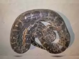 Rajasthan: थर्मल प्लांट में अजगर घुसने से हड़कंप Rajasthan: थर्मल प्लांट में अजगर घुसने से हड़कंप