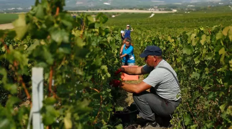 wine की मांग में गिरावट के कारण फ्रांस बेलों को उखाड़ने में $150 मिलियन खर्च करेगा wine की मांग में गिरावट के कारण फ्रांस बेलों को उखाड़ने में $150 मिलियन खर्च करेगा