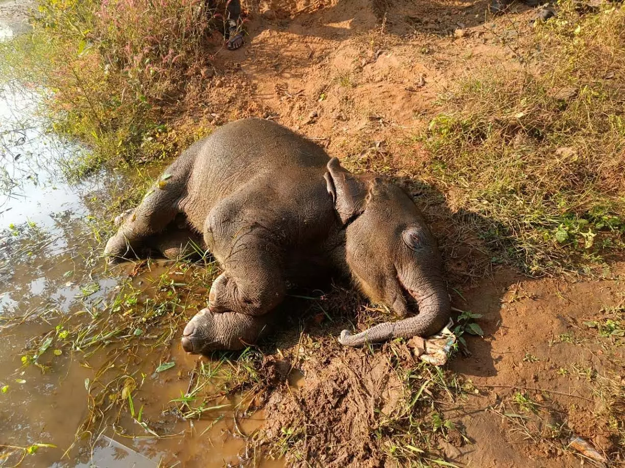 तालाब में डूबने से शावक हाथी की मौत, वन विभाग सतर्क तालाब में डूबने से शावक हाथी की मौत, वन विभाग सतर्क