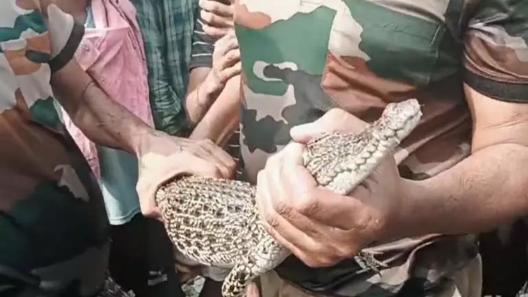 पानी में मगरमच्छों से Patharpratimar गांव में दहशत पानी में मगरमच्छों से Patharpratimar गांव में दहशत