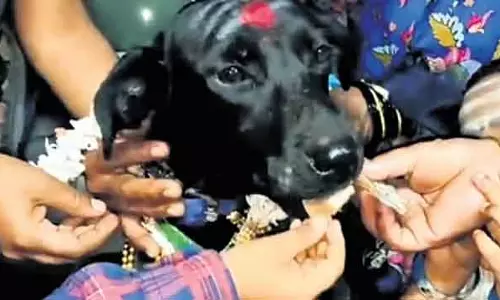 Karnataka : हलिया के एक कपल ने अपने प्रेग्नेंट पेट डॉग के लिए बॉर्डर पर पैदल चलकर जश्न मनाया Karnataka : हलिया के एक कपल ने अपने प्रेग्नेंट पेट डॉग के लिए बॉर्डर पर पैदल चलकर जश्न मनाया