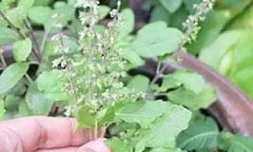 Tulsi Plant Direction Tips: घर में इस दिशा में भूलकर भी न लगाएं तुलसी, वर्ना दुर्भाग्य नहीं छोड़ेगा पीछा Tulsi Plant Direction Tips: घर में इस दिशा में भूलकर भी न लगाएं तुलसी, वर्ना दुर्भाग्य नहीं छोड़ेगा पीछा