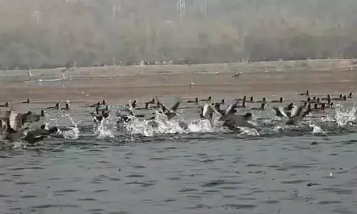 Bandipora सर्दियों के पंख वाले मेहमान वुलर लौट आए