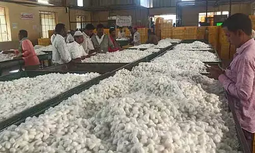 Karnataka : रेशम के कीड़ों की कीमत बंपर लेवल पर पहुंच गई है