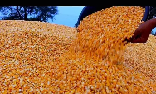 Fatehpur में 40 किसानों का प्राकृतिक रूप से उगाया गया मक्का खरीदा गया