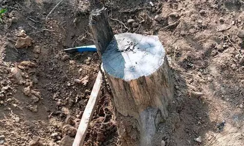 नूरपुर में गैर-कानूनी पेड़ कटाई के खिलाफ पर्यावरणविद NGT पहुंचे नूरपुर में गैर-कानूनी पेड़ कटाई के खिलाफ पर्यावरणविद NGT पहुंचे